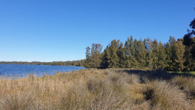 Figure 10. Active saltmarsh rehabilitation - successful saltmarsh site that self-maintains
